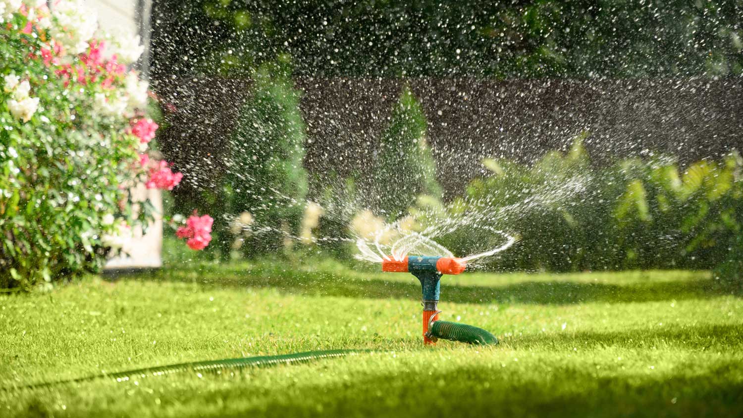 Unser Tipp Rasen im Sommer pflegen Spraul GmbH